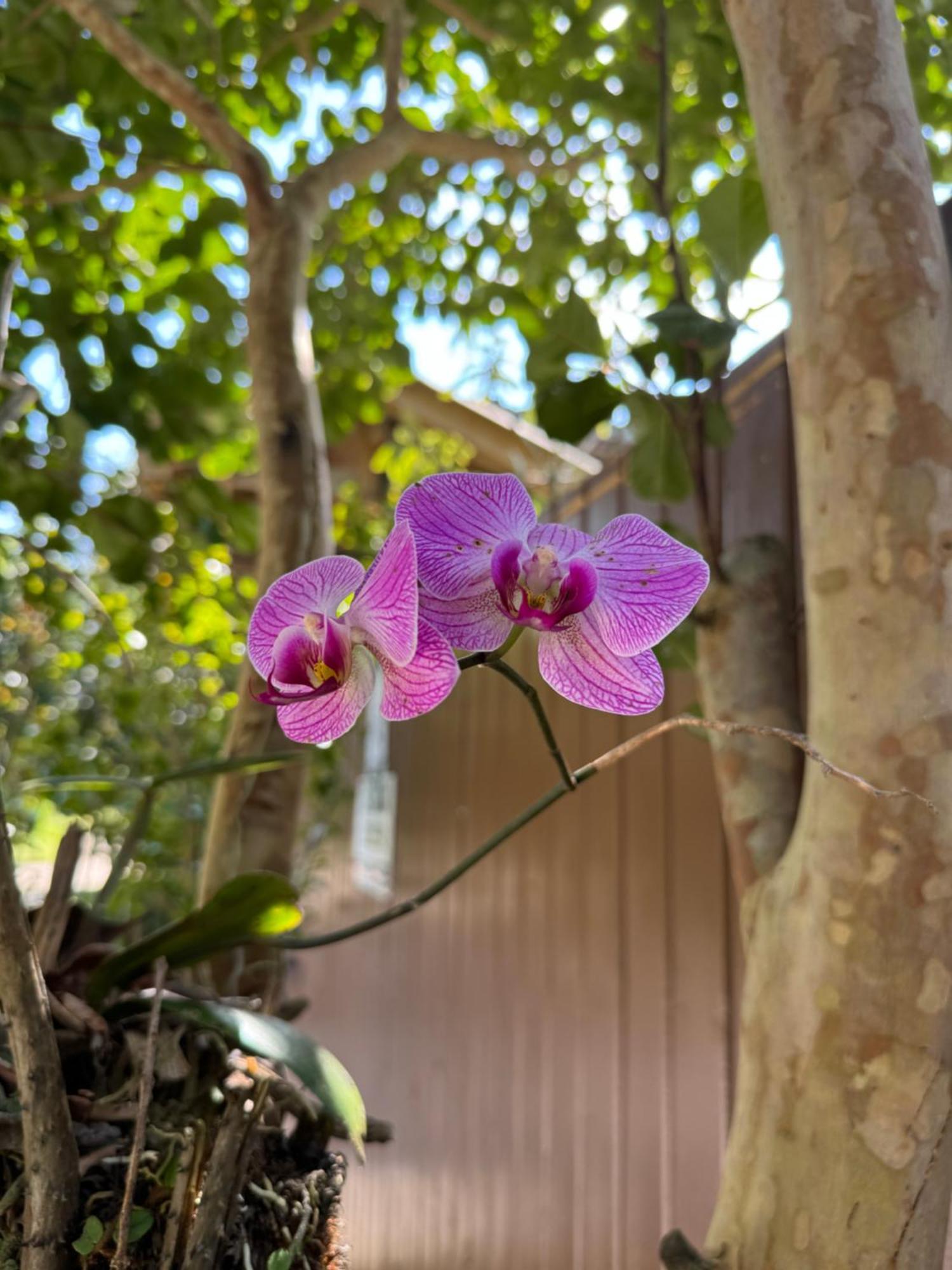 Morada das Orquídeas Guarda do Embaú Exterior foto